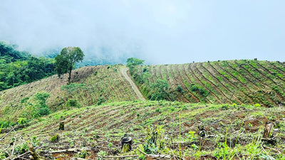 Bild von Finca Fulda