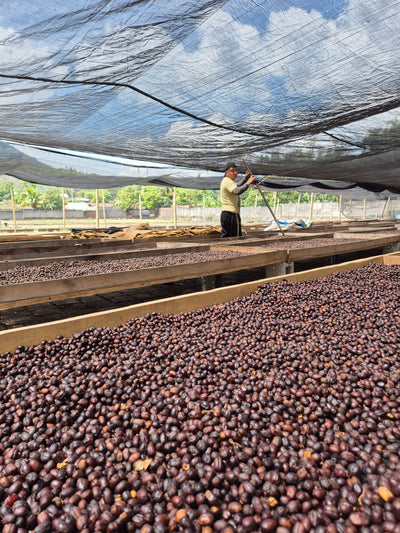 Bild von Finca La Vega